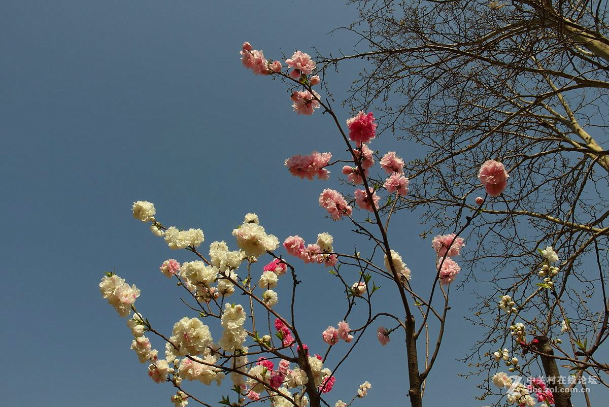 EX2F-『繁华似锦』123...11P