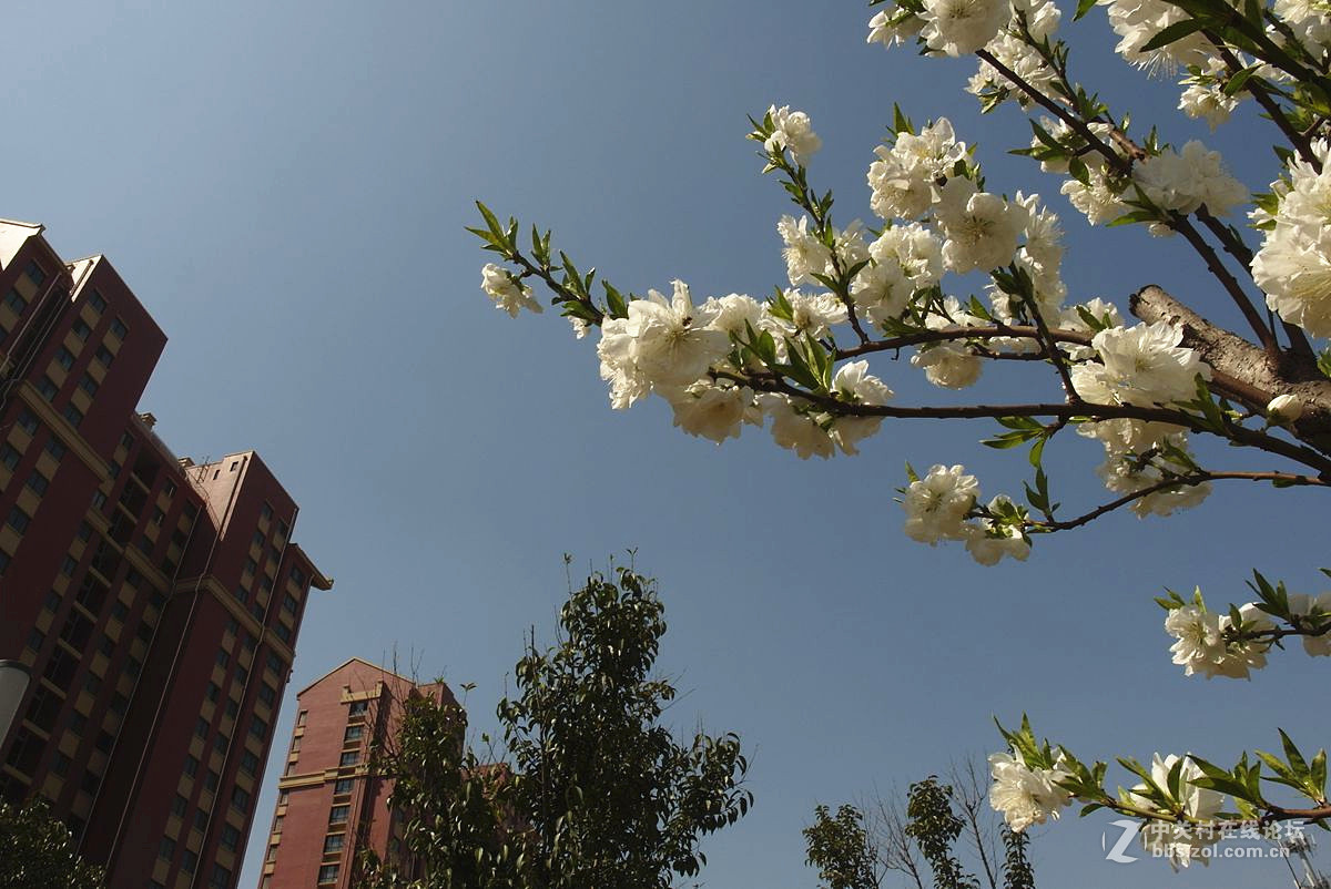 EX2F-『繁华似锦』123...11P