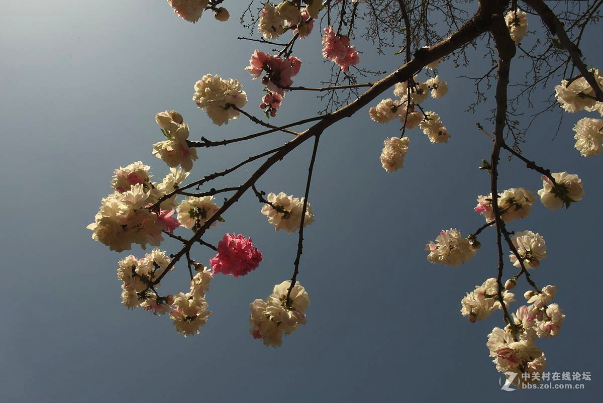 EX2F-『繁华似锦』123...11P