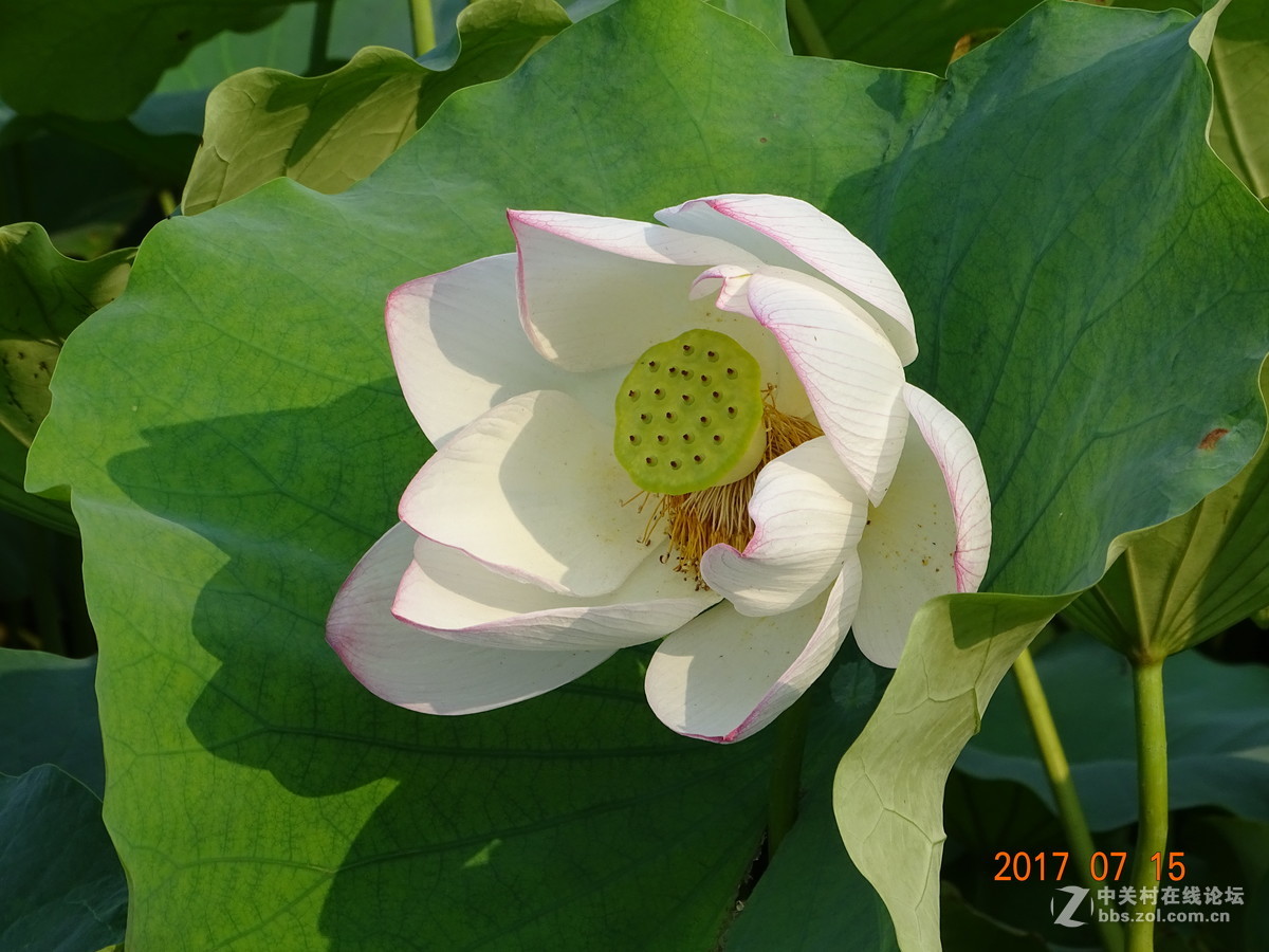 荷花