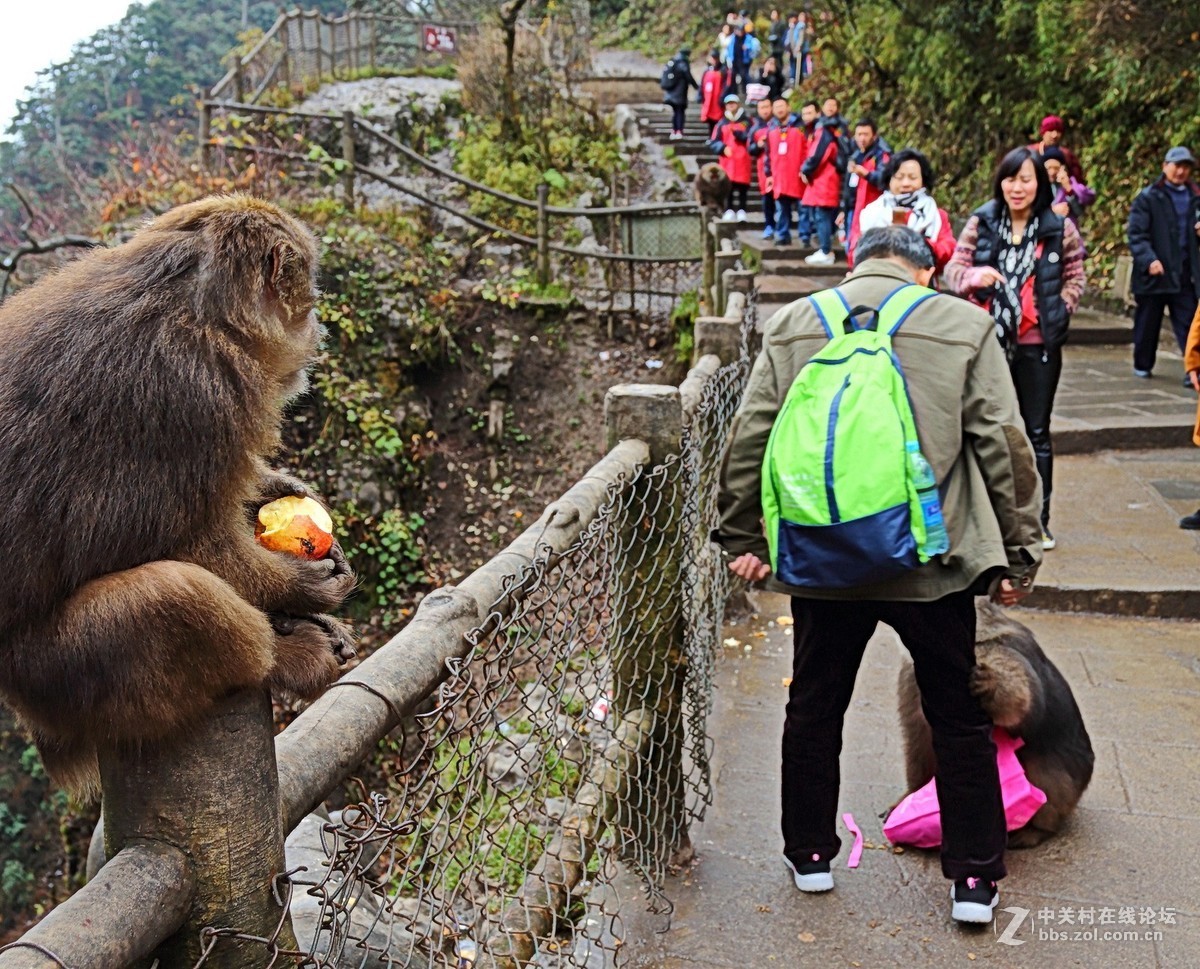 峨眉山猴子打劫游客