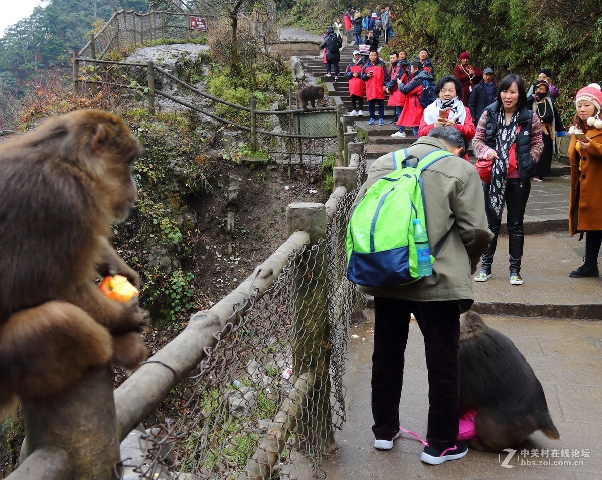峨眉山猴子打劫游客