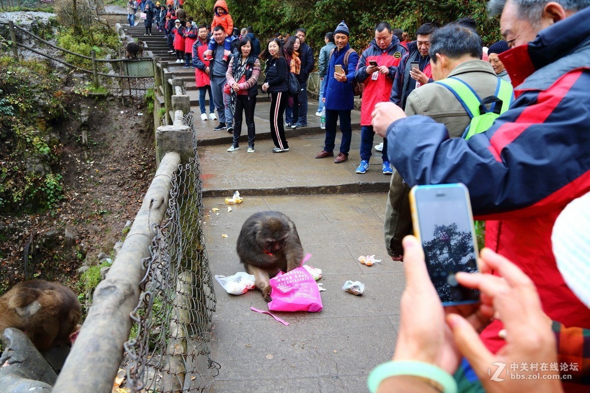 峨眉山猴子打劫游客