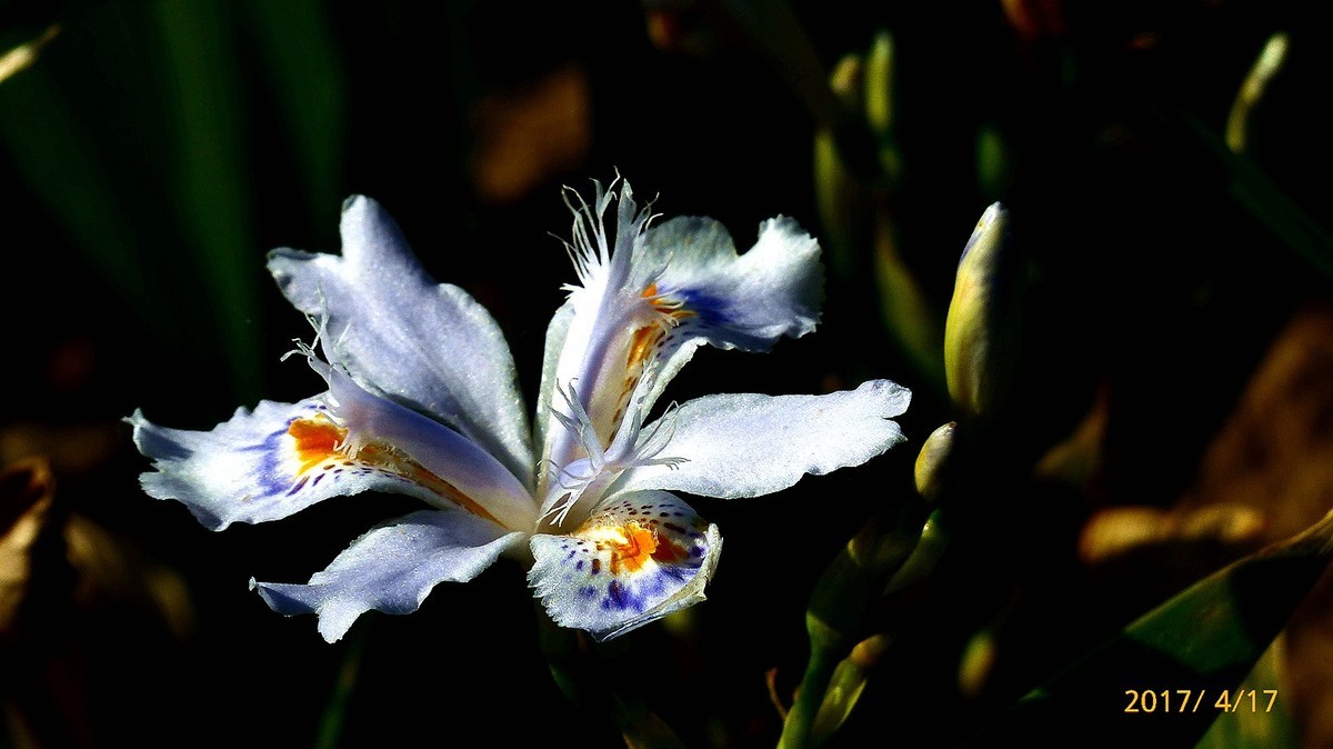 忆春、2017拍【鸢尾】