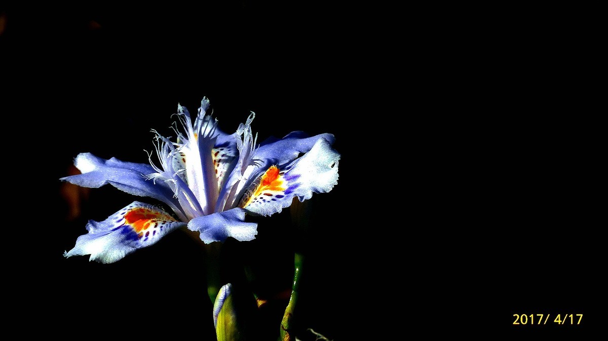 忆春、2017拍【鸢尾】