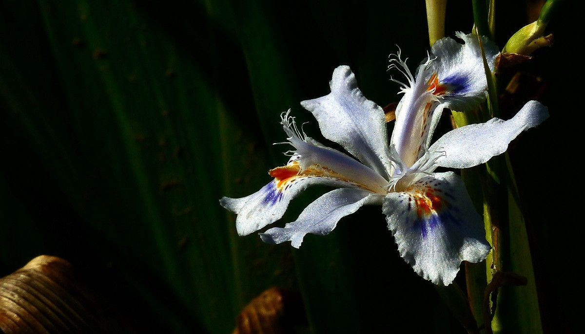 忆春、2017拍【鸢尾】