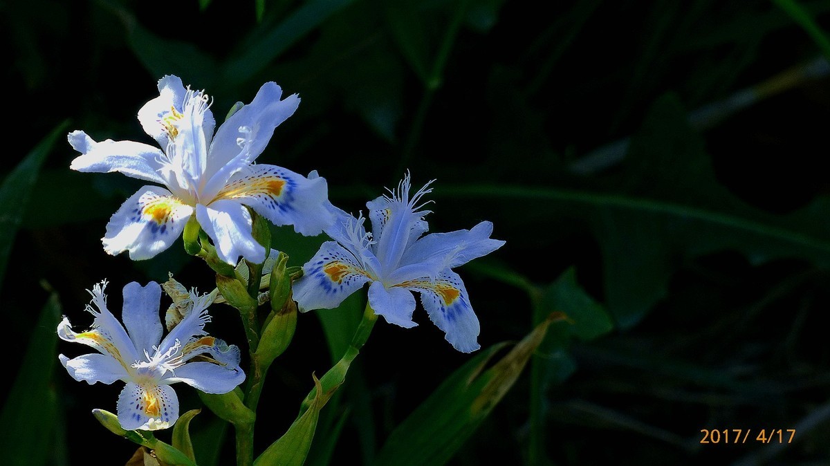 忆春、2017拍【鸢尾】