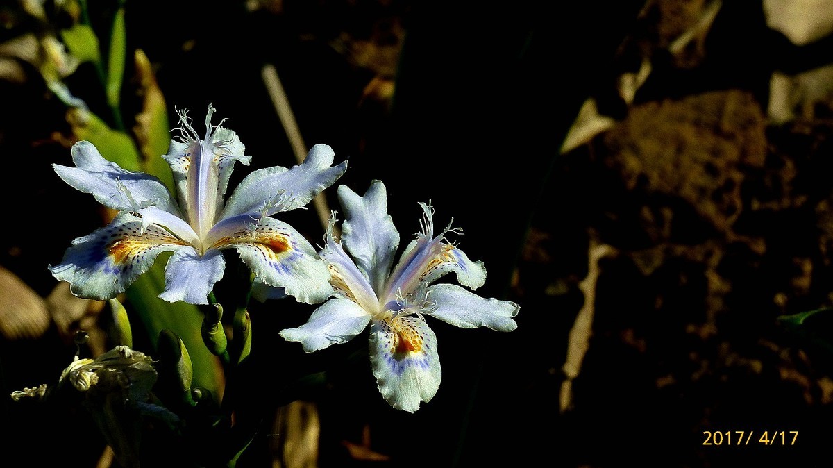 忆春、2017拍【鸢尾】