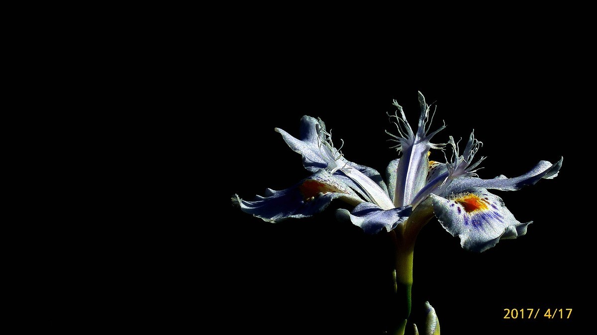 忆春、2017拍【鸢尾】