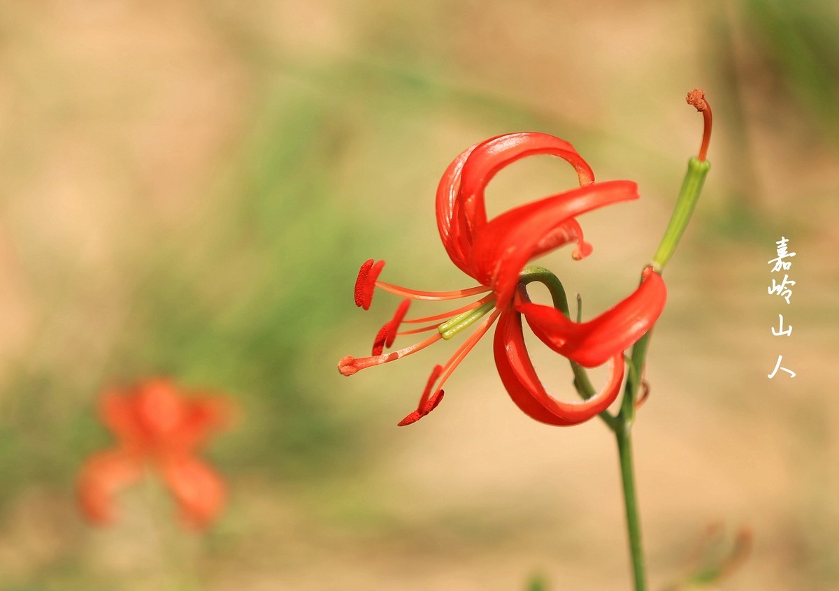 山丹丹开花红艳艳—1