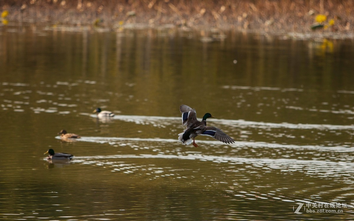 深秋的北京将府公园2