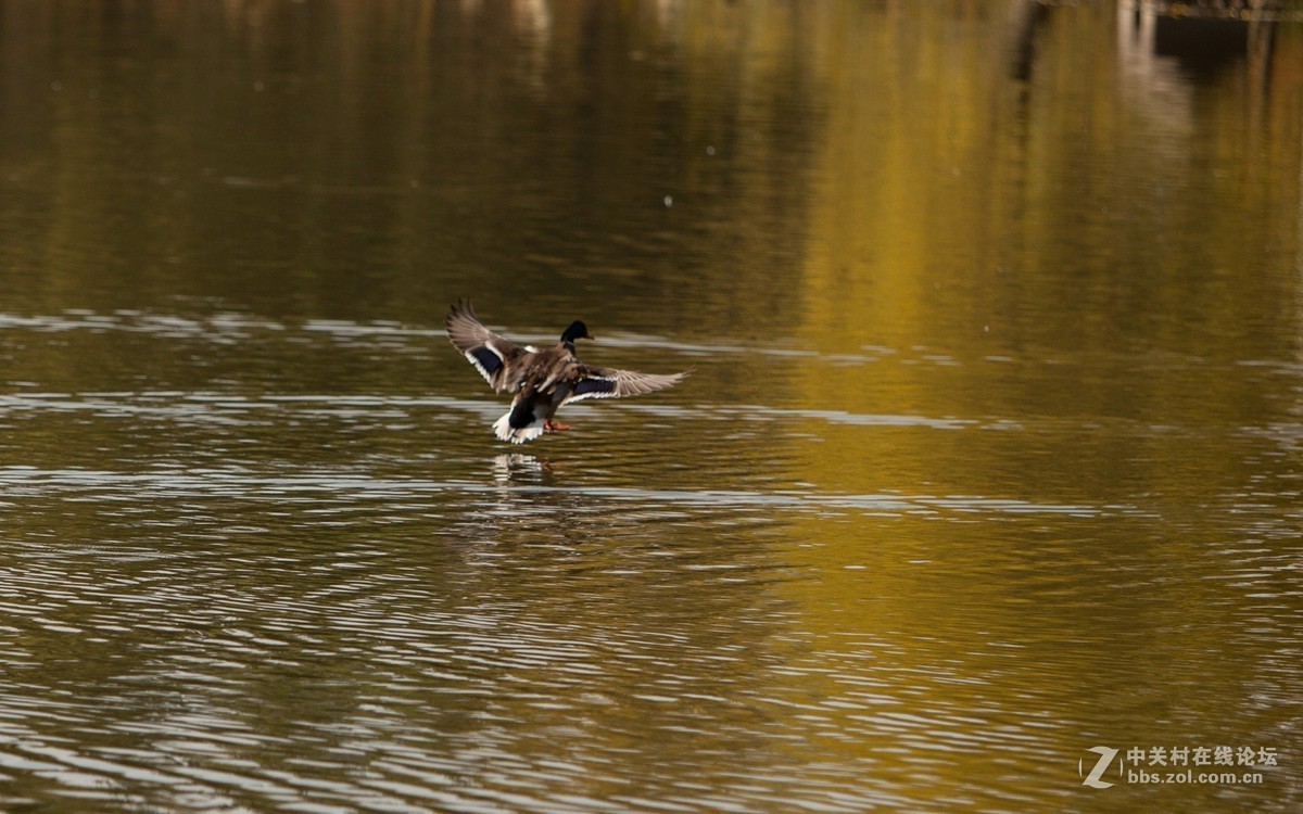 深秋的北京将府公园2
