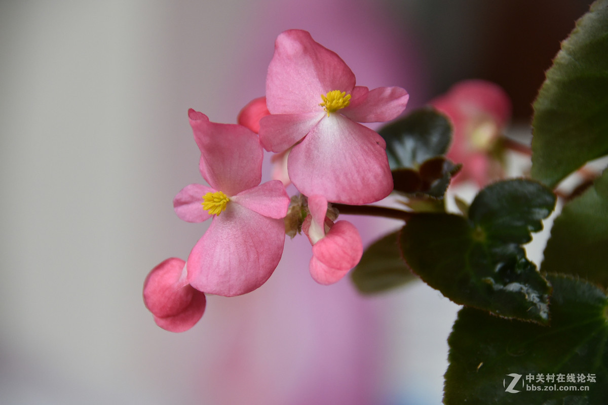 拍花，d750与佳能G3X比较，新增10米拍药瓶长焦比较，请大家评述。