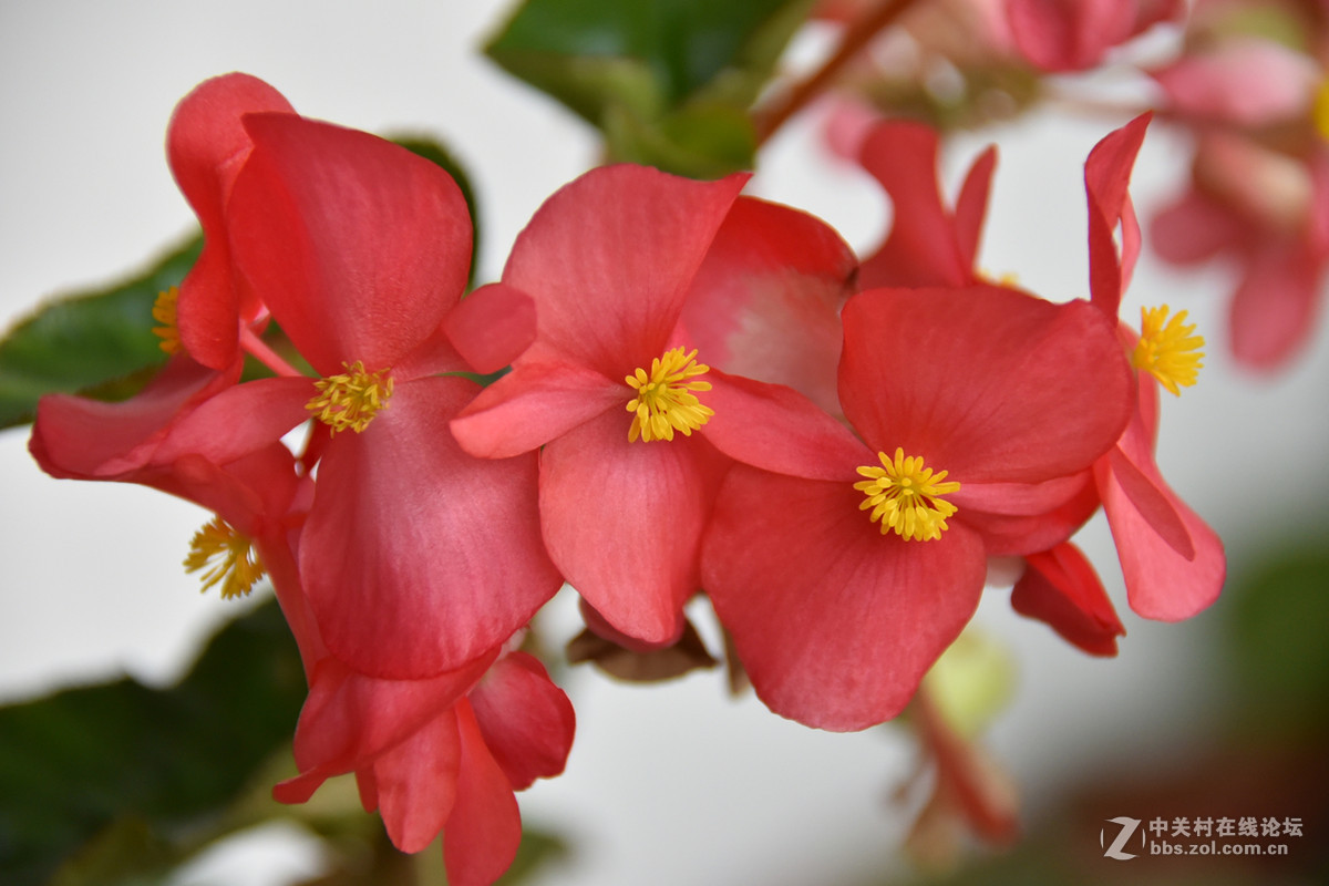 拍花，d750与佳能G3X比较，新增10米拍药瓶长焦比较，请大家评述。