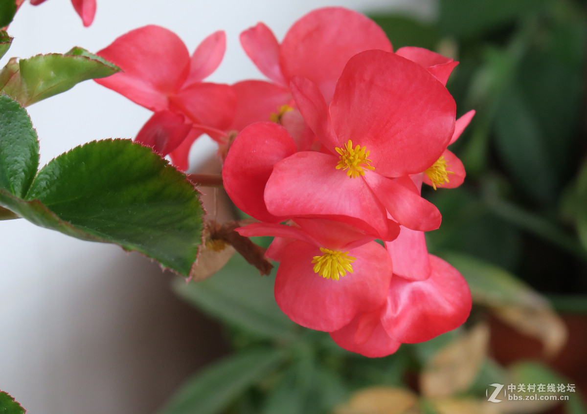 拍花，d750与佳能G3X比较，新增10米拍药瓶长焦比较，请大家评述。