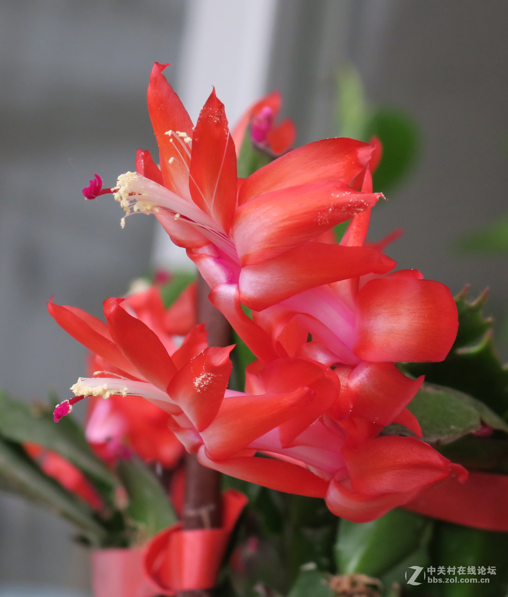 拍花，d750与佳能G3X比较，新增10米拍药瓶长焦比较，请大家评述。