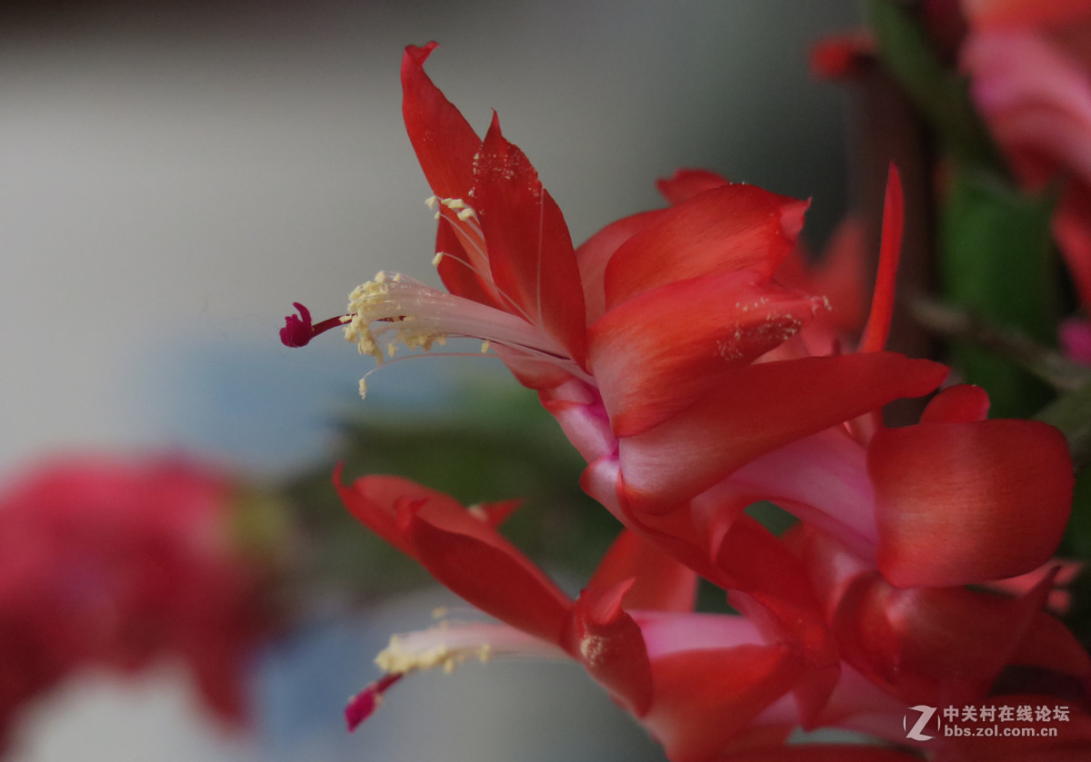 拍花，d750与佳能G3X比较，新增10米拍药瓶长焦比较，请大家评述。