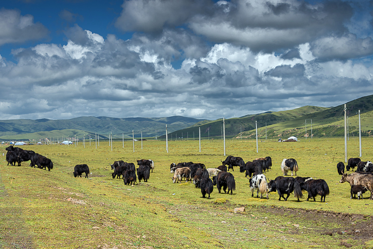 川西风光  《若尔盖大草原》