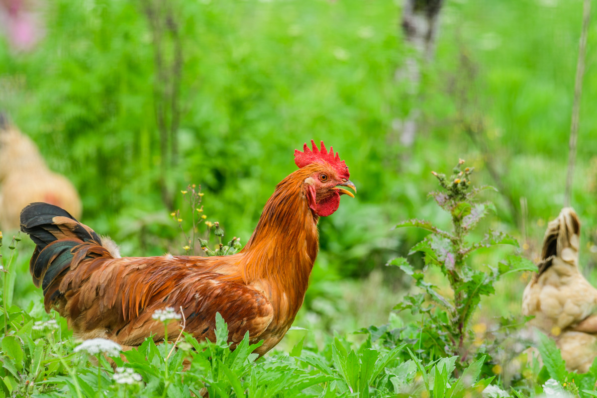 本命年的幸福生活