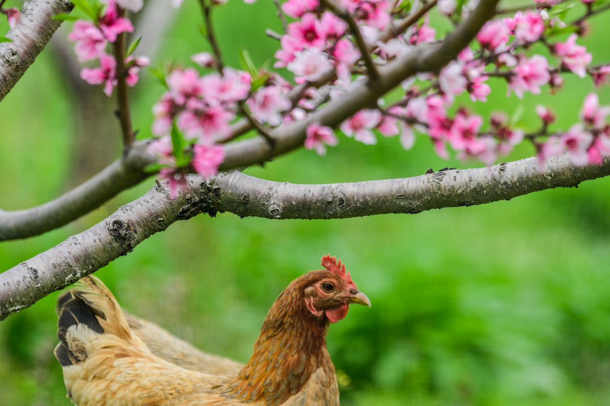 本命年的幸福生活