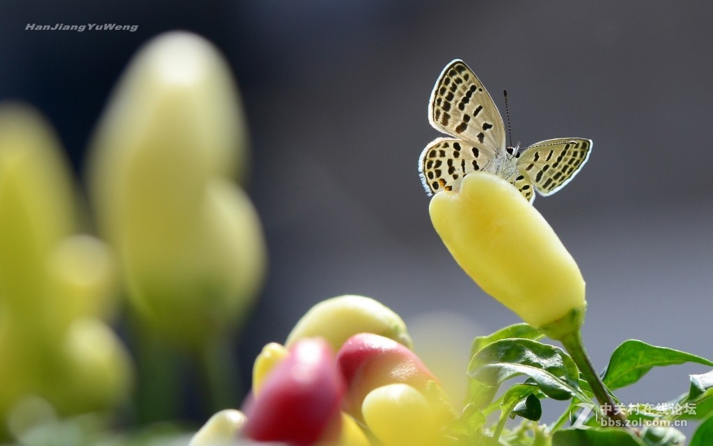 #版主坐堂# 2017年10月份微距星空(中国)优秀作品汇编