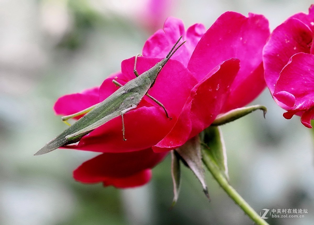 #版主坐堂# 2017年10月份微距星空(中国)优秀作品汇编