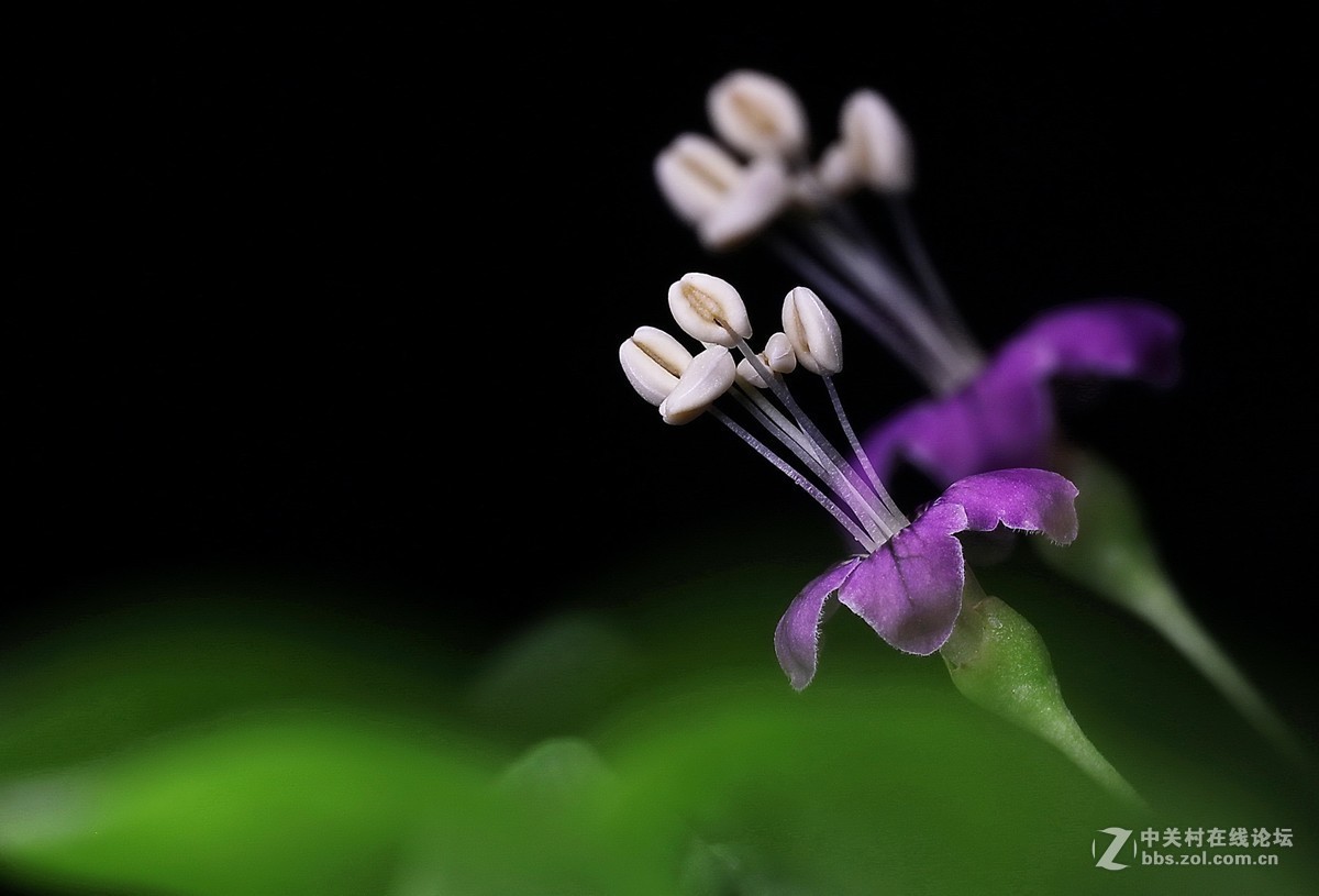 #版主坐堂# 2017年10月份微距星空(中国)优秀作品汇编