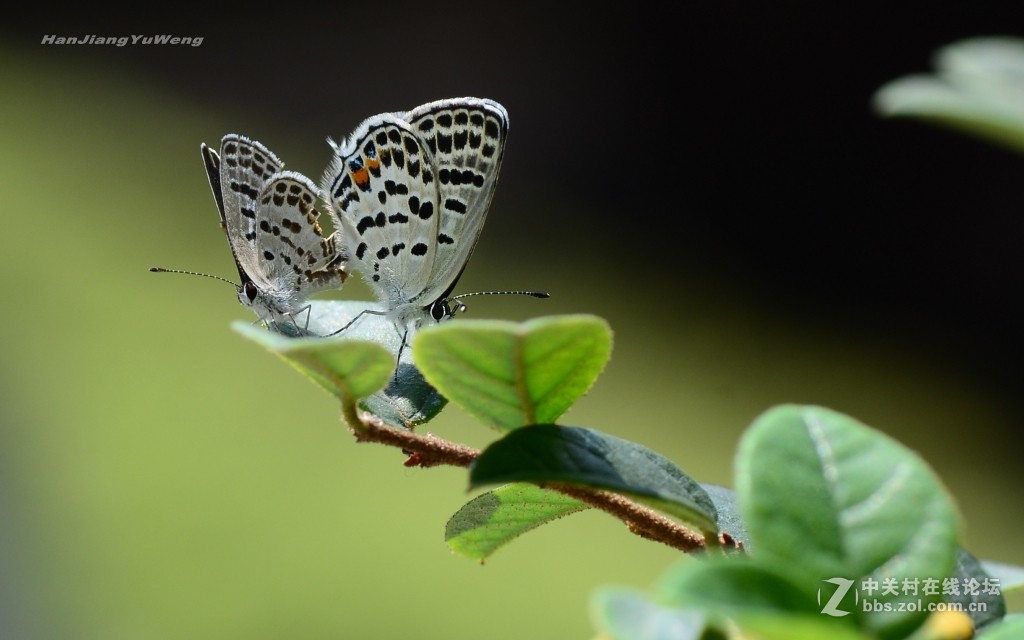 #版主坐堂# 2017年10月份微距星空(中国)优秀作品汇编