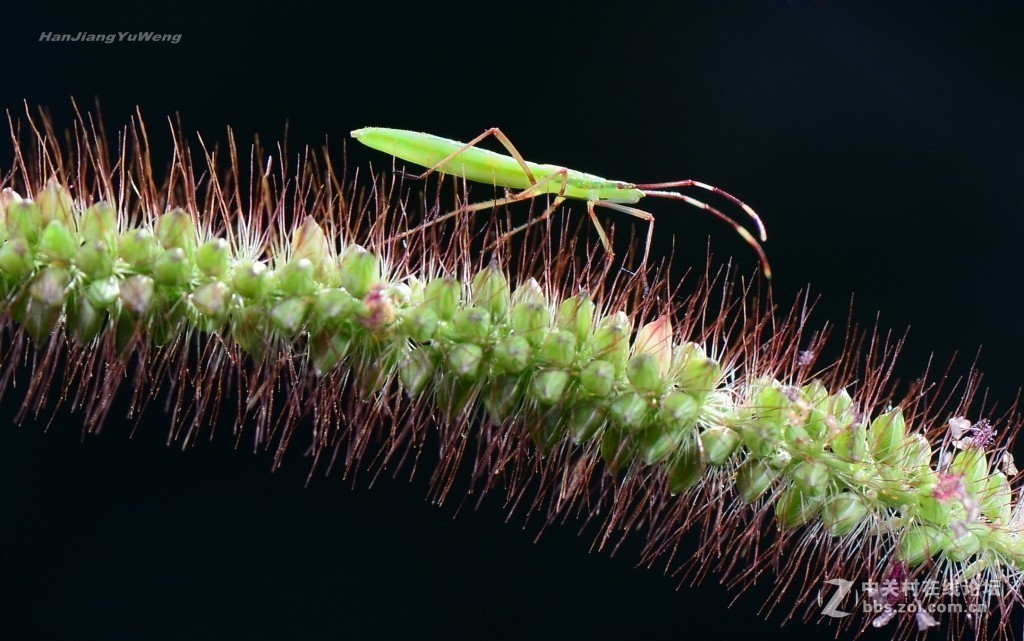 #版主坐堂# 2017年10月份微距星空(中国)优秀作品汇编