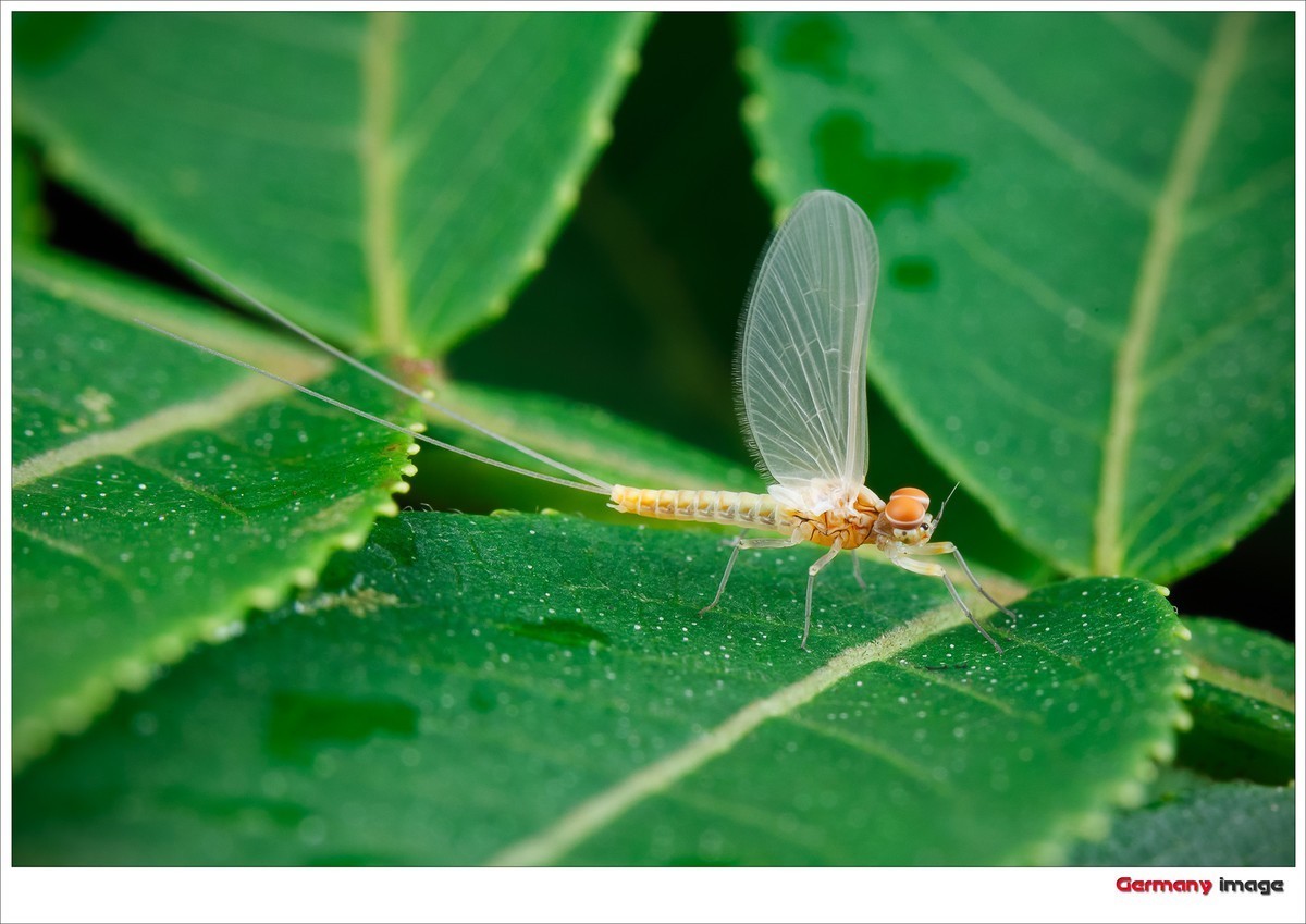 #版主坐堂# 2017年10月份微距星空(中国)优秀作品汇编