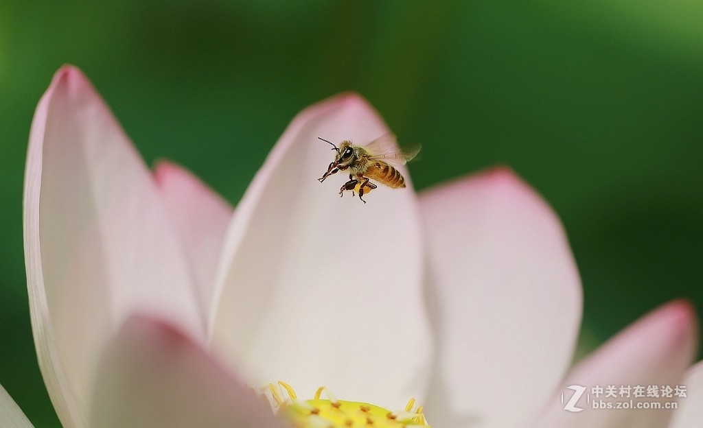 #版主坐堂# 2017年10月份微距星空(中国)优秀作品汇编