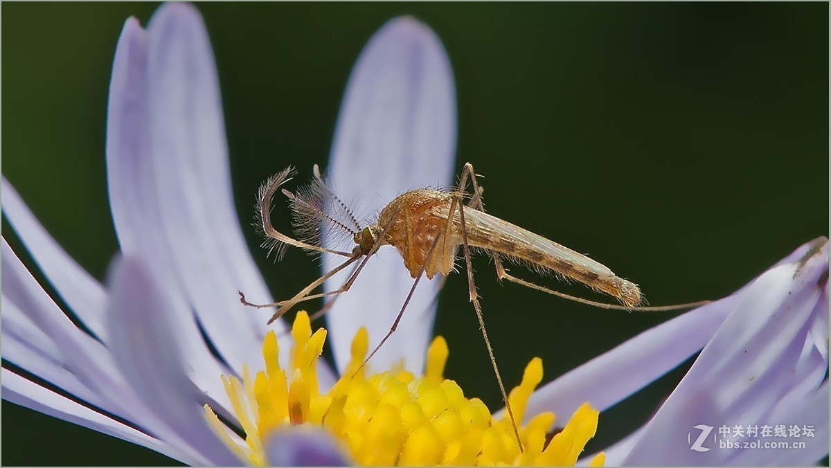 #版主坐堂# 2017年10月份微距星空(中国)优秀作品汇编