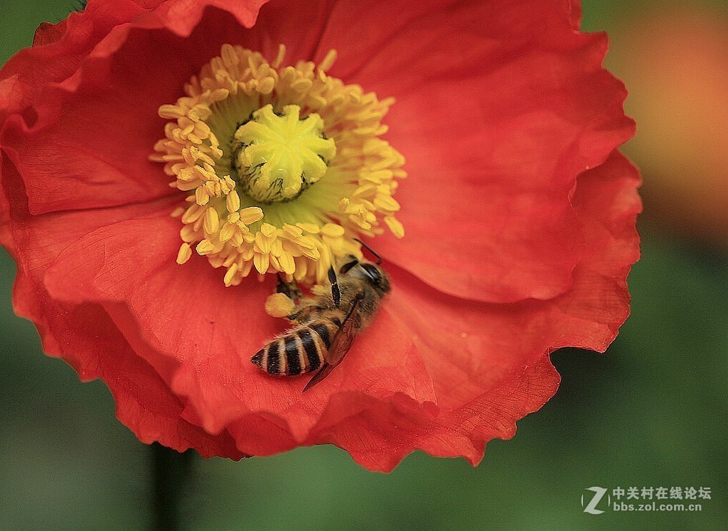 #版主坐堂# 2017年10月份微距星空(中国)优秀作品汇编