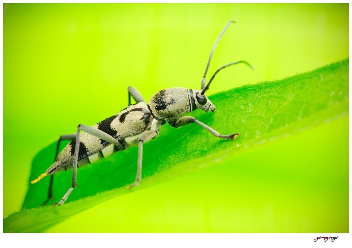 #版主坐堂# 2017年10月份微距星空(中国)优秀作品汇编