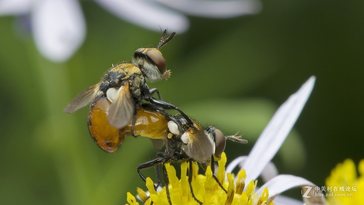 #版主坐堂# 2017年10月份微距星空(中国)优秀作品汇编