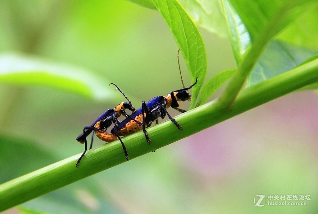#版主坐堂# 2017年10月份微距星空(中国)优秀作品汇编
