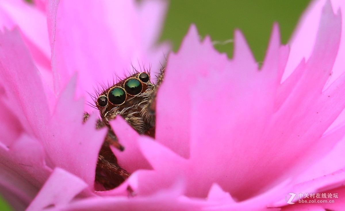 #版主坐堂# 2017年10月份微距星空(中国)优秀作品汇编