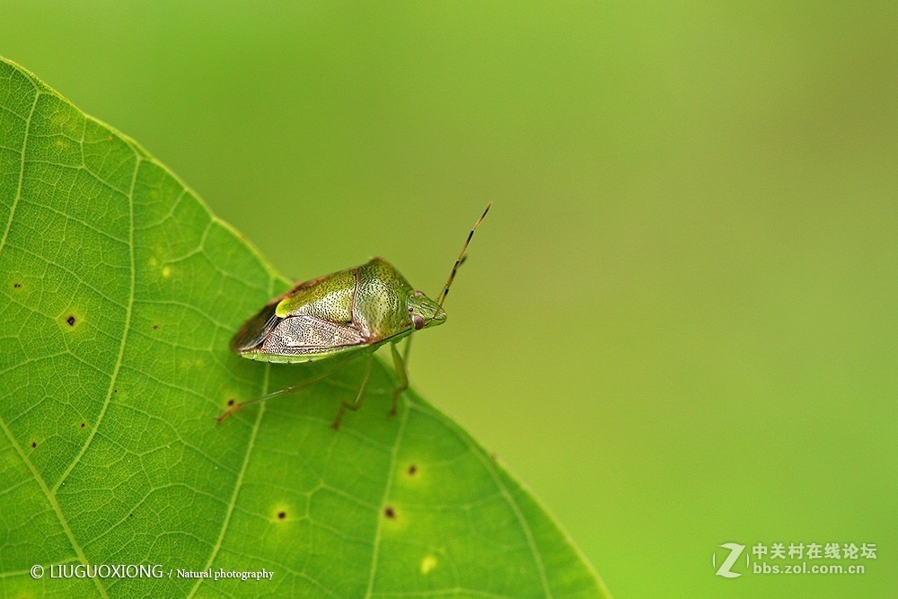 #版主坐堂# 2017年10月份微距星空(中国)优秀作品汇编