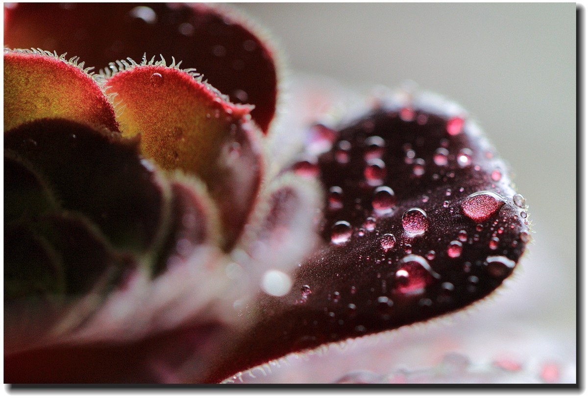 #版主坐堂# 2017年10月份微距星空(中国)优秀作品汇编