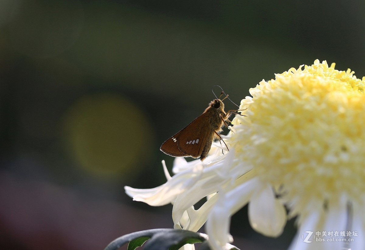 #版主坐堂# 2017年10月份微距星空(中国)优秀作品汇编