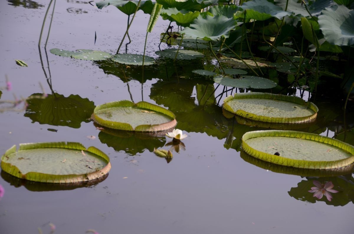 大 王  莲 ---------。