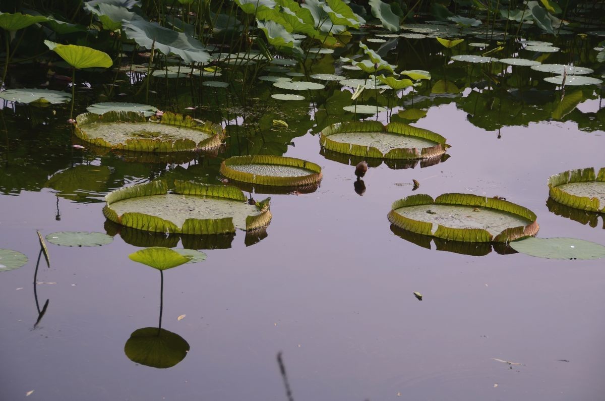 大 王  莲 ---------。