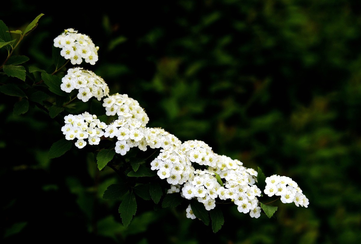 琼花图片 玉树琼花图片