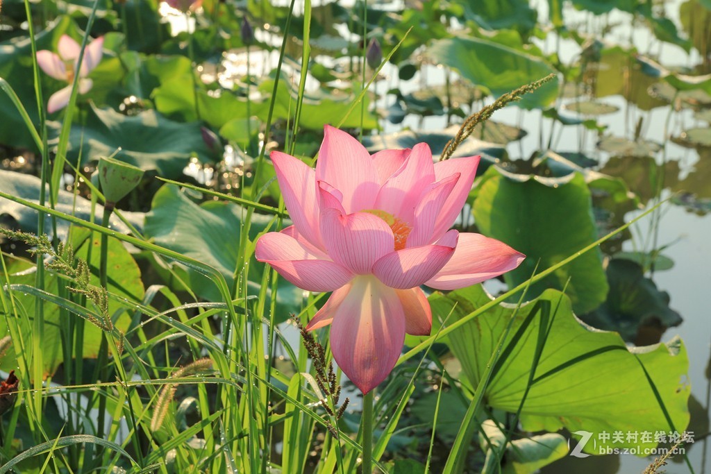 荷花之美在清晨