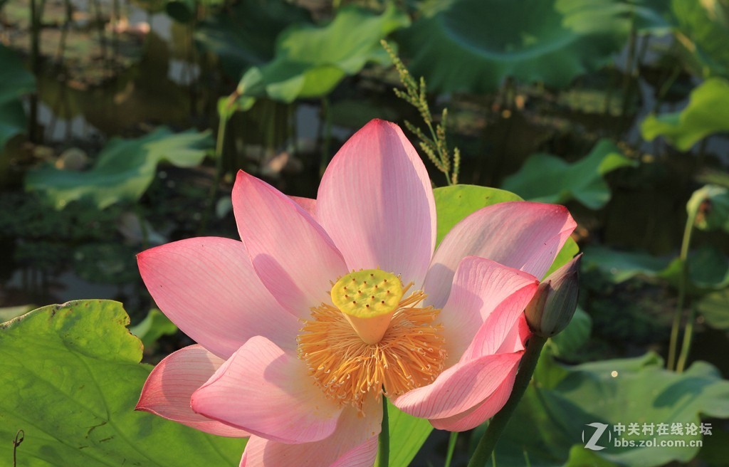 荷花之美在清晨