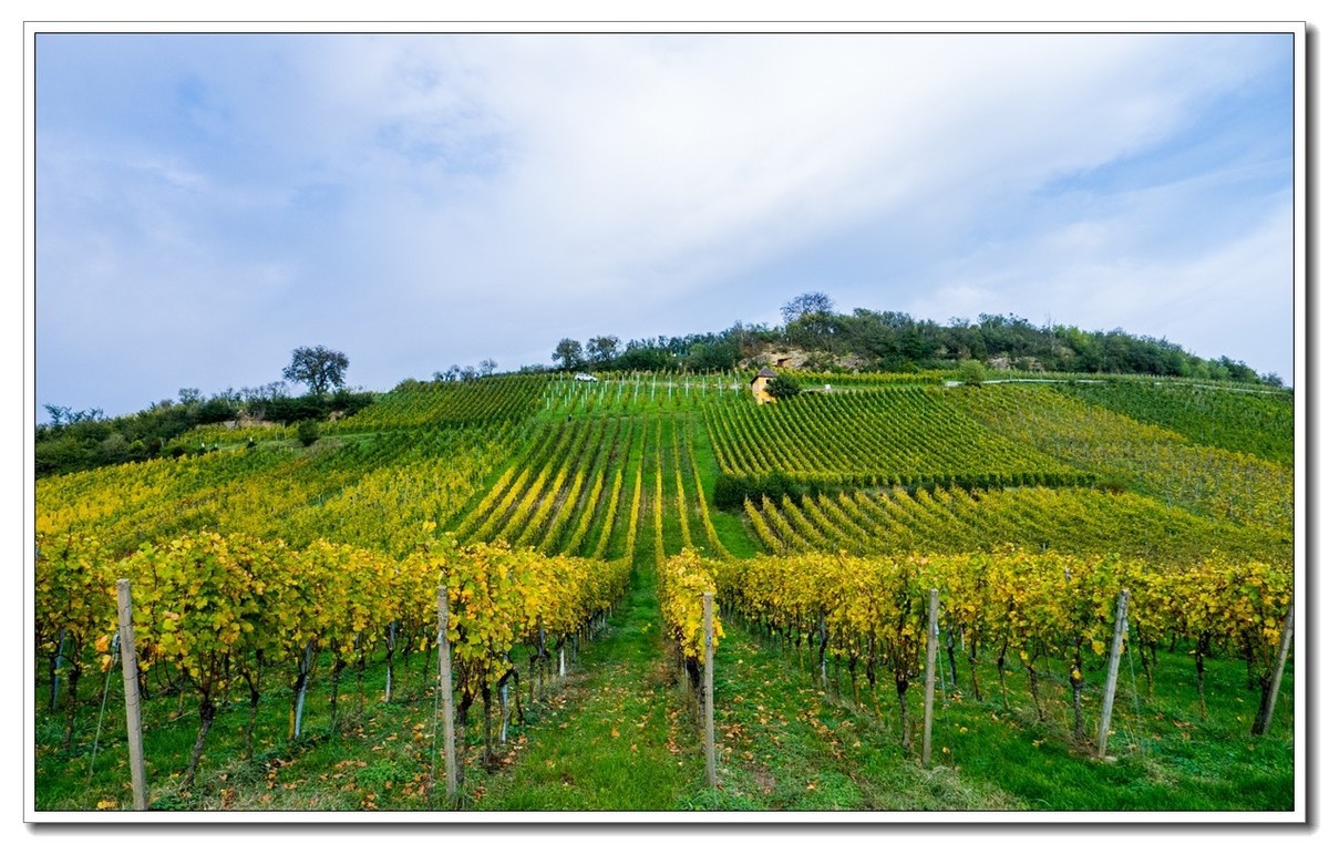 秋黄葡萄山