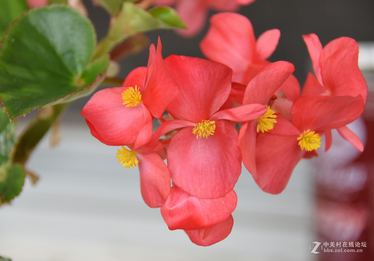 拍花，d750与佳能G3X比较，新增10米拍药瓶长焦比较，请大家评述。