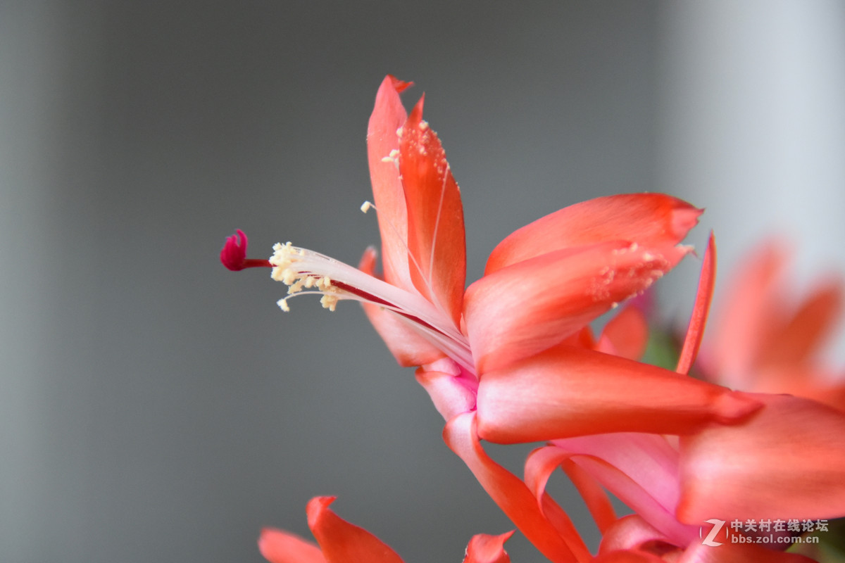 拍花，d750与佳能G3X比较，新增10米拍药瓶长焦比较，请大家评述。