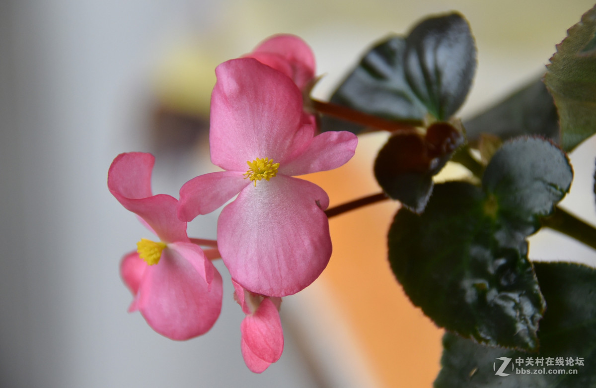 拍花，d750与佳能G3X比较，新增10米拍药瓶长焦比较，请大家评述。