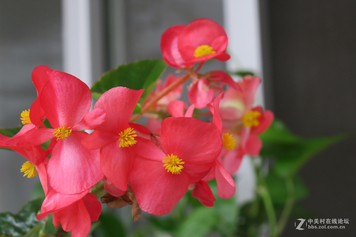 拍花，d750与佳能G3X比较，新增10米拍药瓶长焦比较，请大家评述。